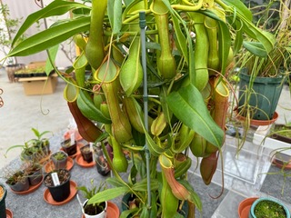 IMG_1327-c770f.jpeg