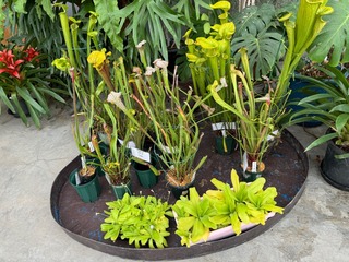 IMG_1330.jpeg