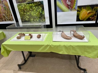 IMG_1350.jpeg