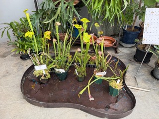 IMG_2257.jpeg