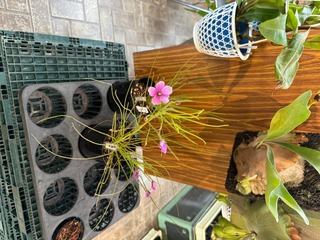 IMG_2372.jpeg