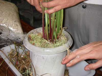 [�H�̗��ʐ^�U]