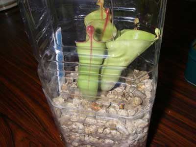 [�H�̗��ʐ^�V]