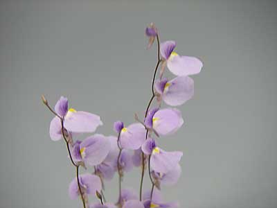 [�Q�O�O�U�H���A���������ʐ^�R]