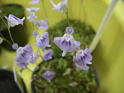 [�Q�O�O�U�H���A���������ʐ^�S]