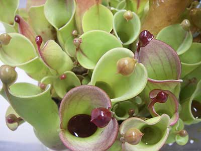 [�Q�O�O�U�H���A���������ʐ^�V]