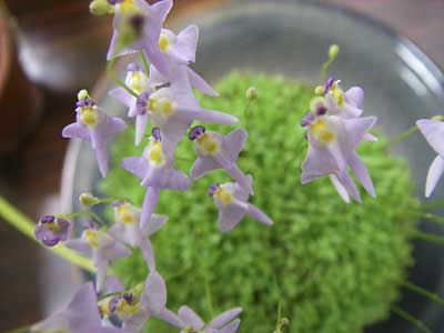 [�Q�O�O�U�H���A���������ʐ^�W]