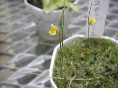 [���䓇�����n���w��ʐ^�P�Q]