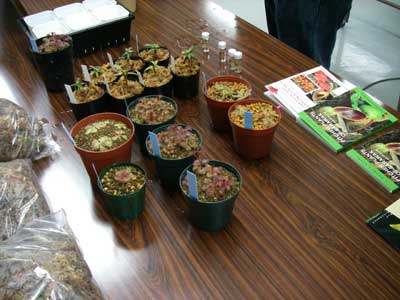 [�V�N��Q�O�O�V�ʐ^�U]