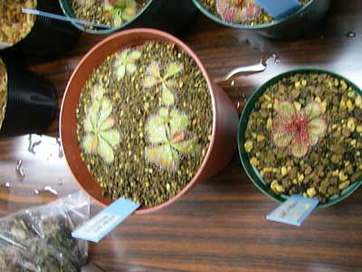 [�V�N��Q�O�O�V�ʐ^�W]