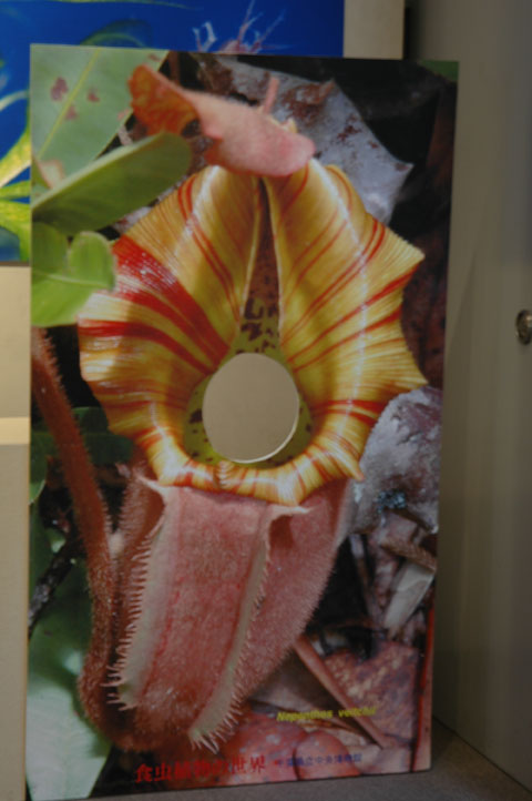 [��t�������������فu�H���A���W�v�ʐ^�P�Q]