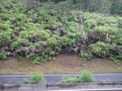 [����{���k�������n���w��ʐ^�R]