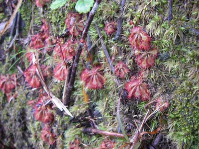 [����{���k�������n���w��ʐ^�W]