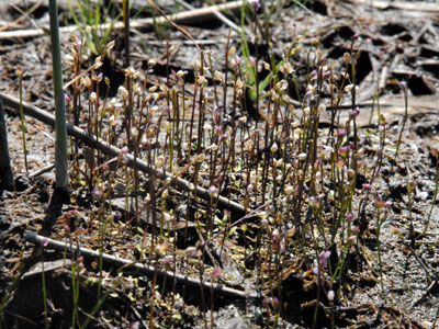 [�k�C�������n���w��ʐ^�S]