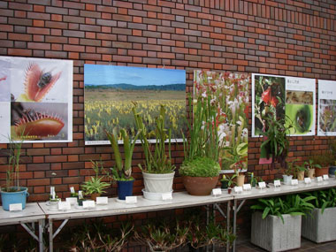 [�_��A�����ł̓W��������ʐ^�R]