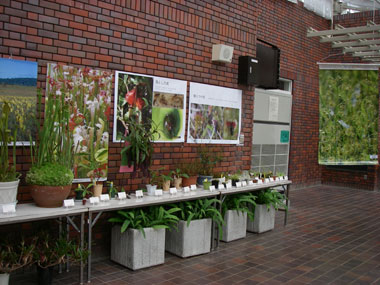 [�_��A�����ł̓W��������ʐ^�S]