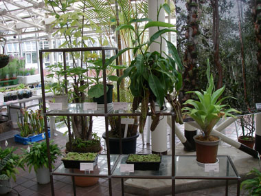 [�_��A�����ł̓W��������ʐ^�T]