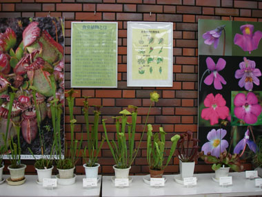 [�_��A�����ł̓W��������ʐ^�U]