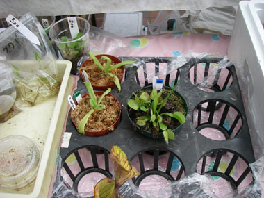 [�_��A�����ł̓W��������ʐ^�X]