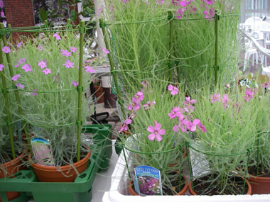 [�_��A�����ł̓W��������ʐ^�P�O]