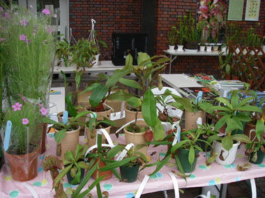 [�_��A�����ł̓W��������ʐ^�P�P]