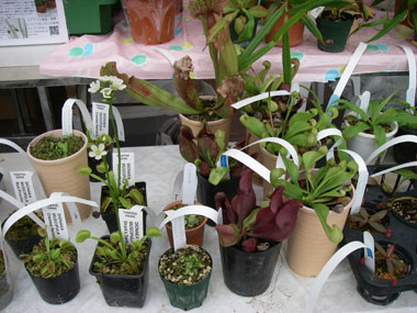 [�_��A�����ł̓W��������ʐ^�P�Q]