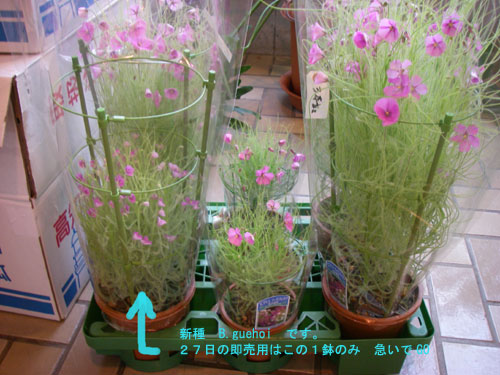 [���̓��u�H���A���ߒ����������v�ʐ^�P�O]