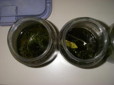 [�H�̗��W2009-�P�O]