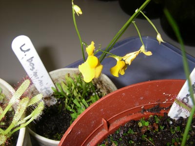 [�H�̗��2009-�P�P]