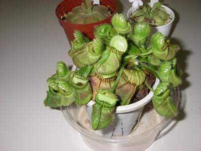 [�H�̗��2009-�P�Q]