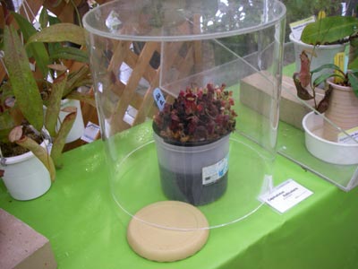 [���̓��M�ѐA���ِH���A���W�R]