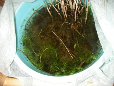 [���̓��M�ѐA���ِH���A���W�V]