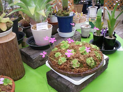 [���̓��M�ѐA���ِH���A���W�X]