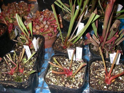 [���̓��M�ѐA���ِH���A���W�P�X]