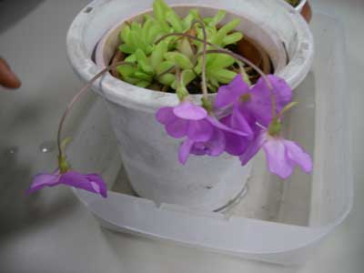 [�Q�O�P�O�N�x����ʐ^�T]