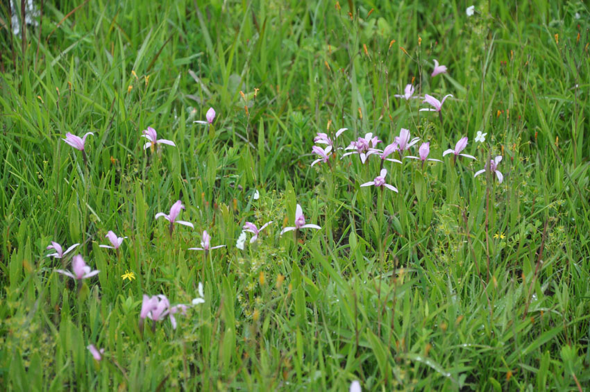 [�����E�����H���A���Q���n(�V�R�L�O��)���w��ʐ^�P]