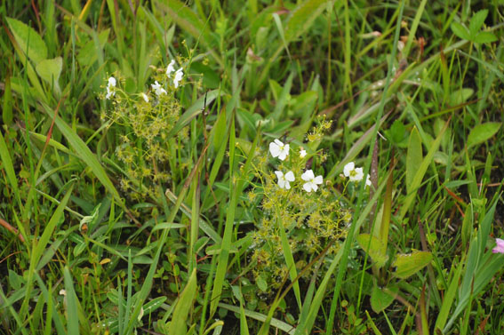 [�����E�����H���A���Q���n(�V�R�L�O��)���w��ʐ^�Q]