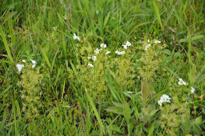 [�����E�����H���A���Q���n(�V�R�L�O��)���w��ʐ^�R]