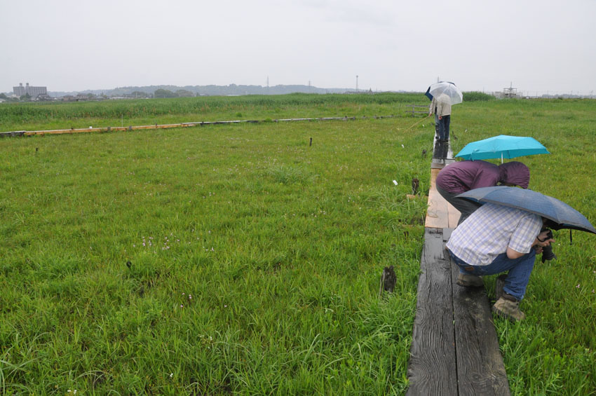 [�����E�����H���A���Q���n(�V�R�L�O��)���w��ʐ^�S]