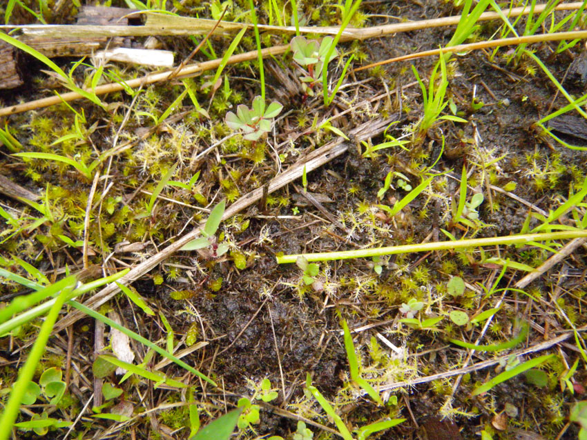 [�����E�����H���A���Q���n(�V�R�L�O��)���w��ʐ^�U]