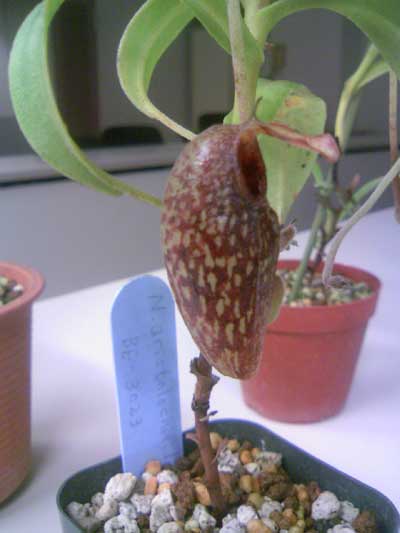 [�Q�O�P�P�H���A���������ʐ^�P�P]