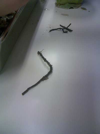 [���Ă̗��2011-�U]