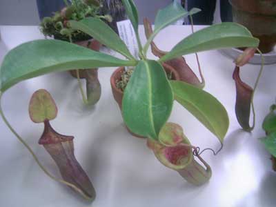 [���Ă̗��2011-�P�P]