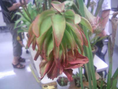 [���Ă̗��2011-�P�Q]