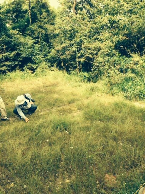 武豊町壱町田湿地見学会