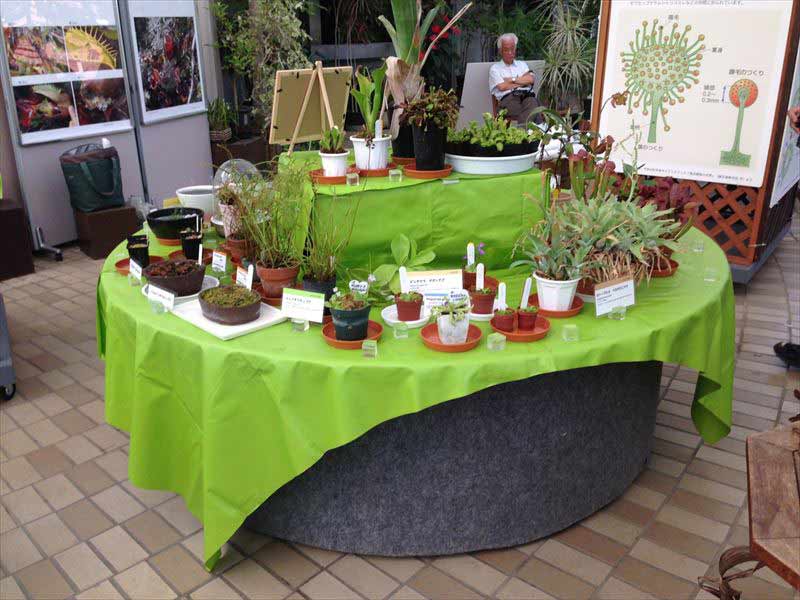 夢の島熱帯植物館での展示・講習会