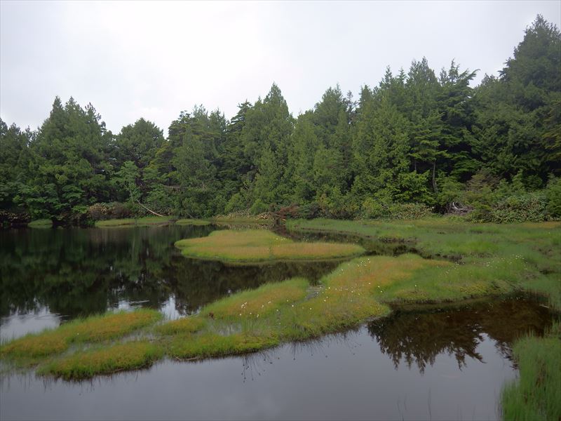長野県北志賀高原自生地見学会