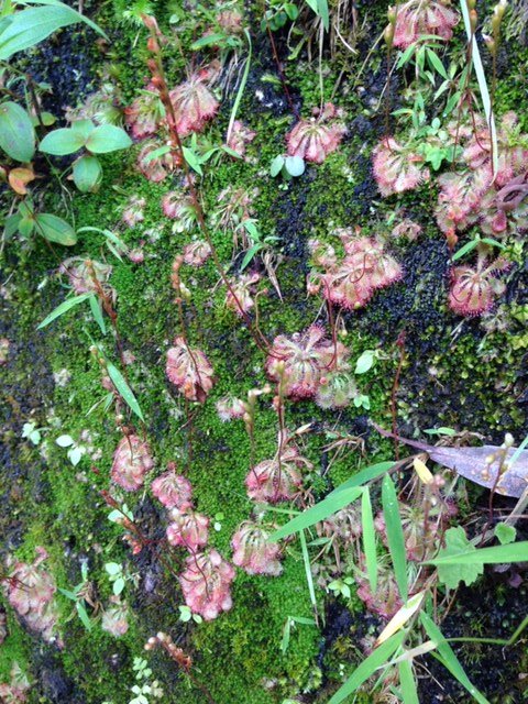 奄美大島自生地見学会