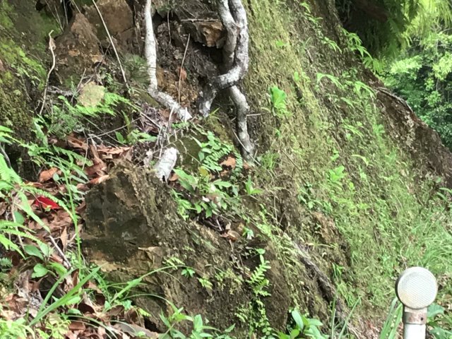 奄美大島自生地見学会