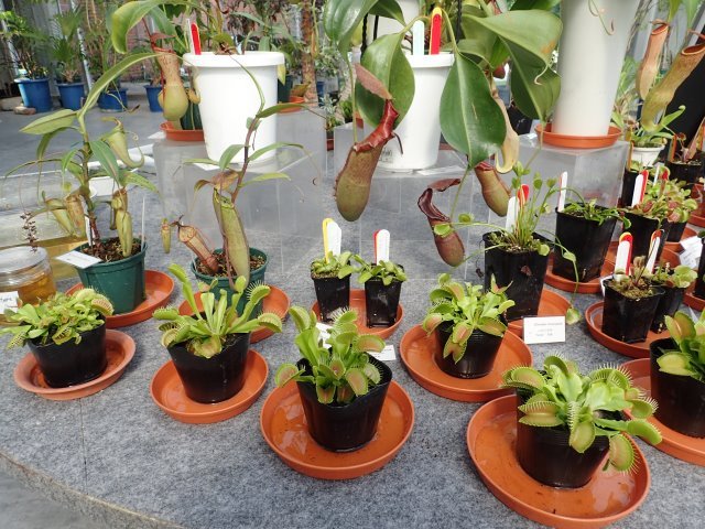 夢の島熱帯植物館展示・即売会